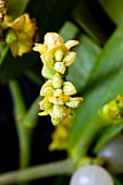 Male flowers of mistletoe (Viscum album)