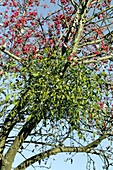 Mistletoe (Viscum album) with berries