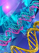 DNA molecules, computer illustration