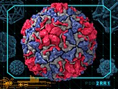 Human rhinovirus 14 capsid