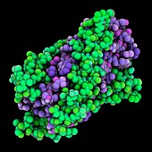 HIV-1 glycoprotein GP41 molecule