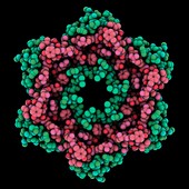 Chymotrypsin inhibitor 2 molecule