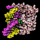 DNA repair glycosylase complex