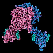 HIV-1 integrase molecule