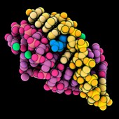 RNA pseudoknot complexed with biotin