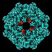 Ebola virus matrix protein VP40