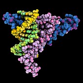 Human Max-DNA complex