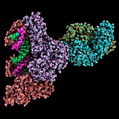 HIV-1 reverse transcriptase complex