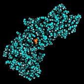 Tyrosine kinase c-Abl