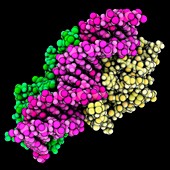 Lactose DNA-binding complex