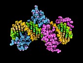 Zinc finger proteins complexed with DNA