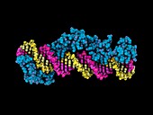 Zinc finger domain complexed with DNA