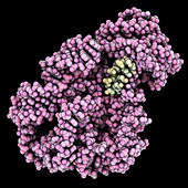 Group I ribozyme complex