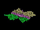 Titin complexed with telethonin