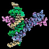 GCN4 leucine zipper complexed with DNA