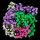 Potassium channel molecule