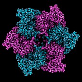 Human RuvB-like helicase RuvBL1