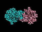 Biotin ligase molecule