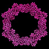 Beet yellows virus silencing suppressor