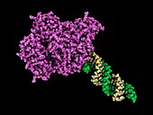Argonaute protein complexed with RNA