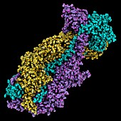 Herpes simplex virus glycoprotein B