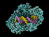 HIV-1 reverse transferase complex