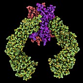 Nerve growth factor receptor complex