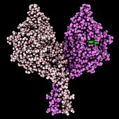 Kinesin motor protein NCD