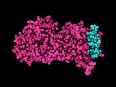 Botulinum neurotoxin B complex