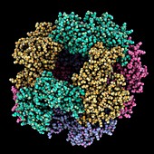 Rotavirus RNA-binding protein 35