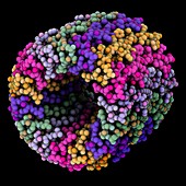 ATP synthase C rotating ring