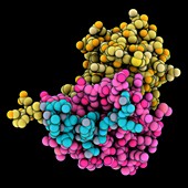 HIV Vif BC-box complexed with ElonginB