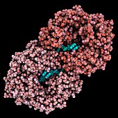 Argonaute silencing complex