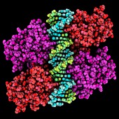 Tumour suppressor p53 complexed with DNA