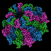HK97 family phage portal protein