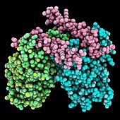 Yeast telomere protein complex