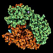 T-cell receptor DMF5 molecule