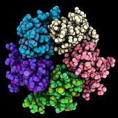 Human nucleoplasmin Npm2