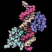 Telomere DNA complex