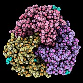 Lipoprotein carrier protein molecule