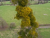 Mistletoe in early March