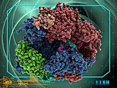 RNA polymerase complex