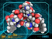 Human major prion protein molecule