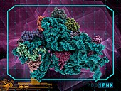 Bacterial ribosome, molecular model