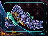 Wilms tumor suppressor bound to DNA