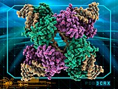 Enzyme catalysing DNA recombination