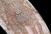 Lichen huntsman spider with egg sac