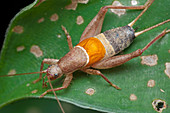 Cricket in undergrowth