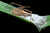 Lynx spider with young