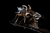 Robber fly infected by parasitic fungus